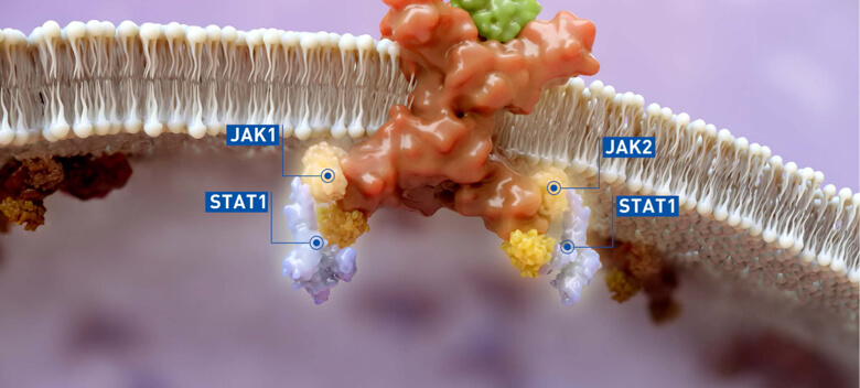 Graphic of a phospholipid bilayer with JAK1, JAK2 and STAT1